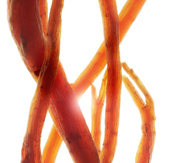 Ginseng-Extracto de ginseng rojo bio-Panax ginseng root extract