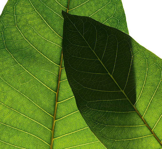 Harungana-Extracto de harungana bio-Harungana madagascariensis extract