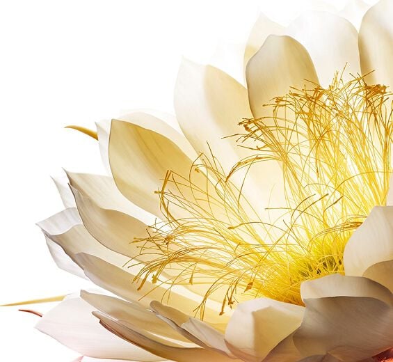 Reina de la noche-Crioextracto de la Reina de la Noche-Cereus grandiflorus (cactus) flower extract