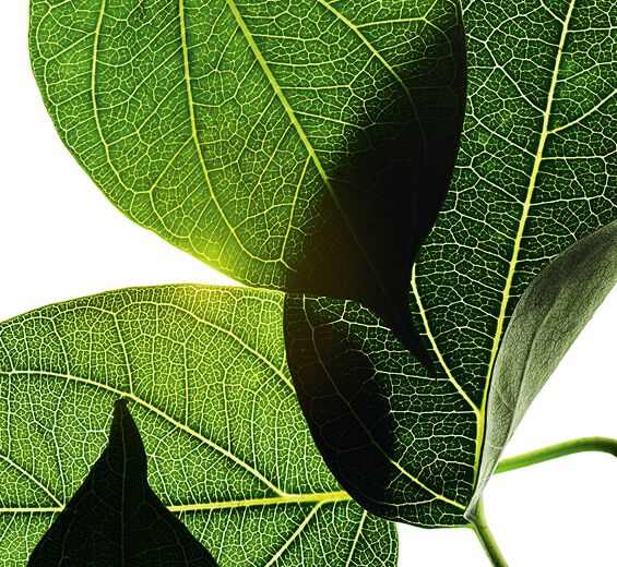 Gymnema-Extracto de gymnema silvestre-Gymnema sylvestre leaf extract