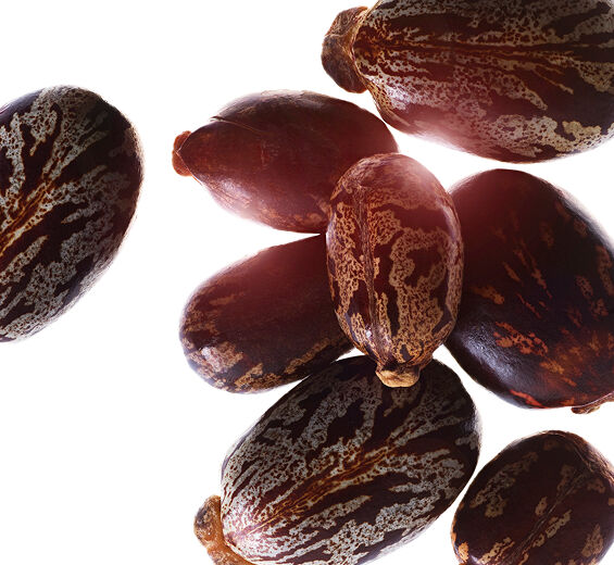 Ricino-Aceite de ricino bio-Ricinus communis (castor) seed oil