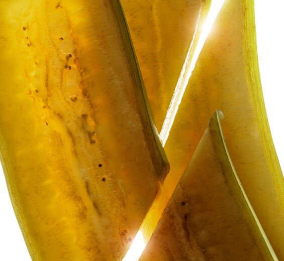 Banano-Extracto de banana verde bio-Musa sapientum (banana) fruit extract