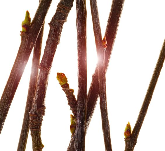 Serbal-Extracto de yemas de serbal bio-Pyrus sorbus bud extract