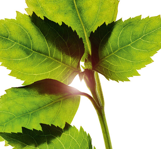 Pachulí-Aceite esencial de pachulí-Pogostemon cablin oil