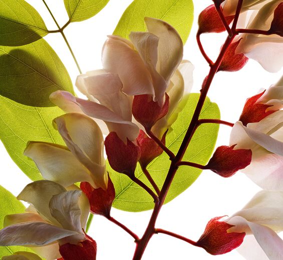 Robinia-Agua de flor de robinia-Robinia pseudoacacia flower extract