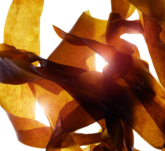 Wakame-Extracto de wakame bio-Undaria pinnatifida extract