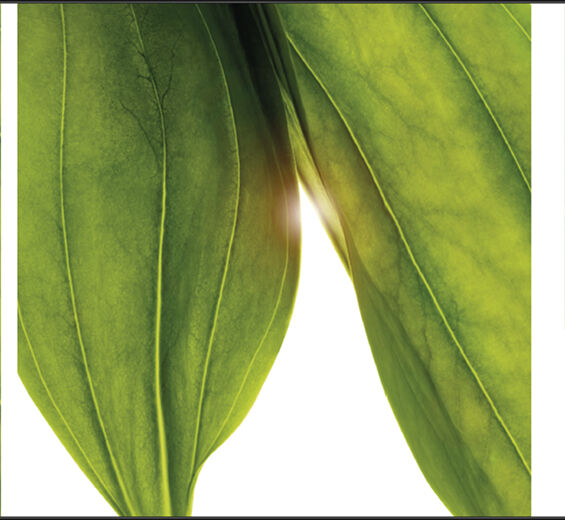 Genciana amarilla-Extracto de genciana amarilla bio-Gentiana lutea extract