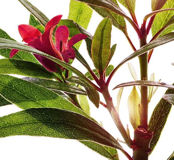 Rosa de los Alpes-Extracto de rosa de los Alpes-Rhododendron ferrugineum extract