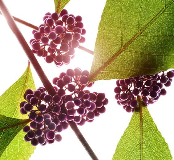 Callicarpa-Extracto de callicarpa-Callicarpa japonica fruit extract