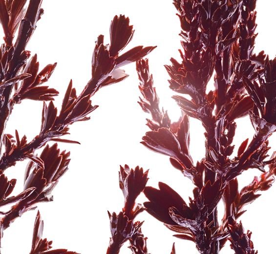 Myrothamnus-Extracto de Myrothamnus-Myrothamnus flabellifolia leaf/stem extract