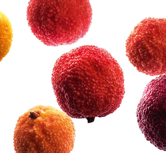 Madroño-Extracto de madroño bio-Arbutus unedo fruit extract