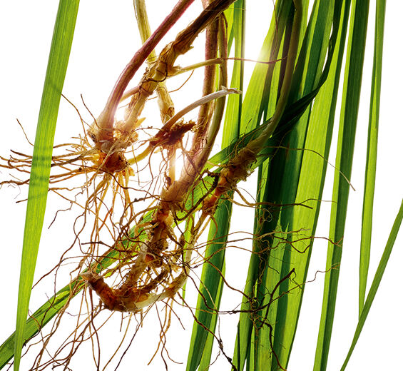 Agropyron-Extracto de Agropyron bio-Agropyron repens root extract