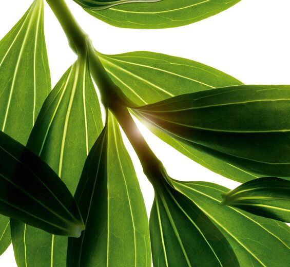 Jabonera-Extracto de jabonera-Saponaria officinalis leaf extract