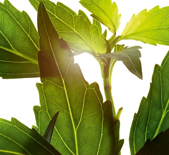 Té de Java-Extracto de té de Java (planta bio)-Orthosiphon stamineus extract