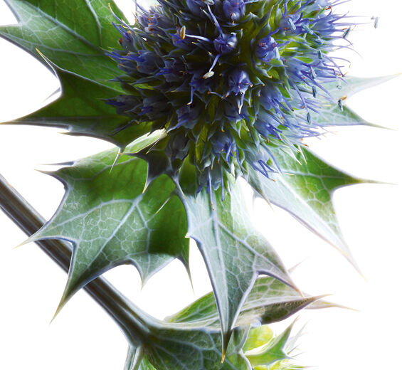 Cardo marino bio-Extracto de cardo marino bio-Eryngium maritimum extract