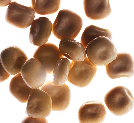 Altramuz blanco-Extracto de altramuz blanco bio-Hydrolyzed lupine protein