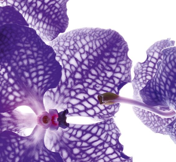 Orquídea azul-Extracto de orquídea azul-Orchid extract,vanda coerulea extract