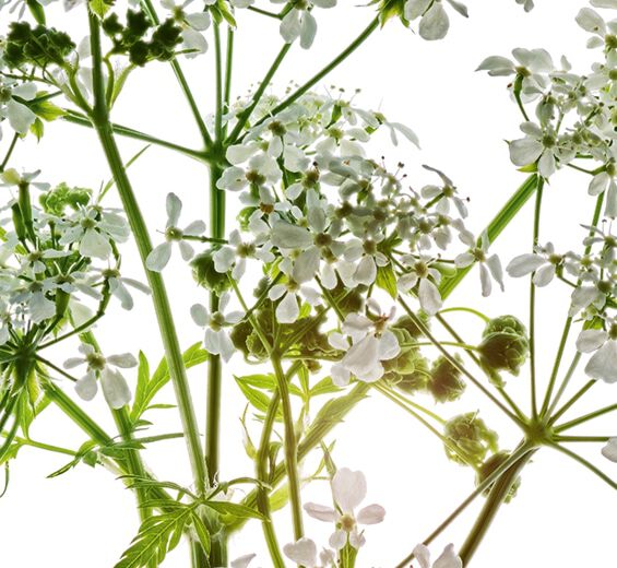 Perifollo verde-Extracto de perifollo verde bio-Anthriscus sylvestris extract