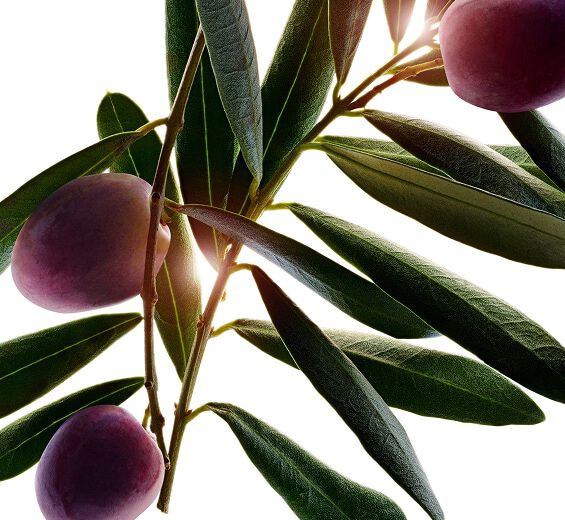 Olivo-Extracto de olivo-Olea europaea (olive) fruit oil