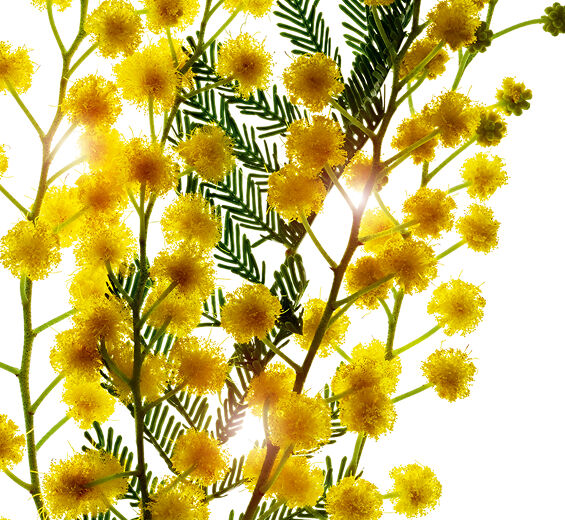 Mimosa tenuiflora-Extracto de Mimosa tenuiflora-Sorbic acid