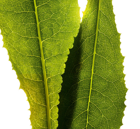 Achicoria-Extracto de achicoria-Cichorium intybus (chicory) leaf extract