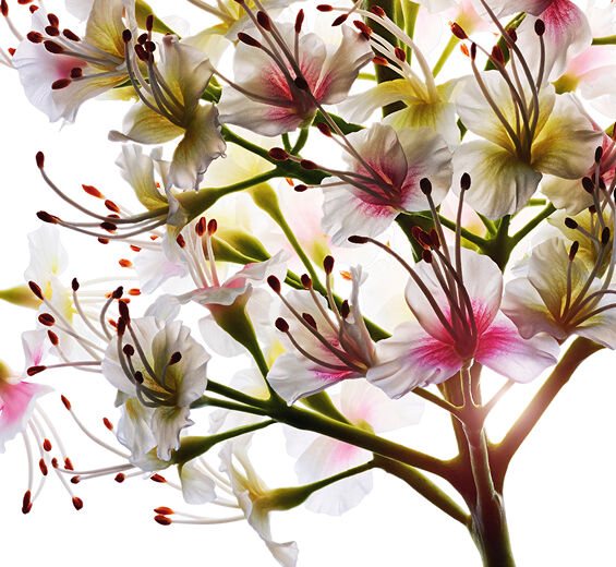 Castaño de Indias-Extracto de flor de castaño de Indias bio-Aesculus hippocastanum (horse chestnut) extract