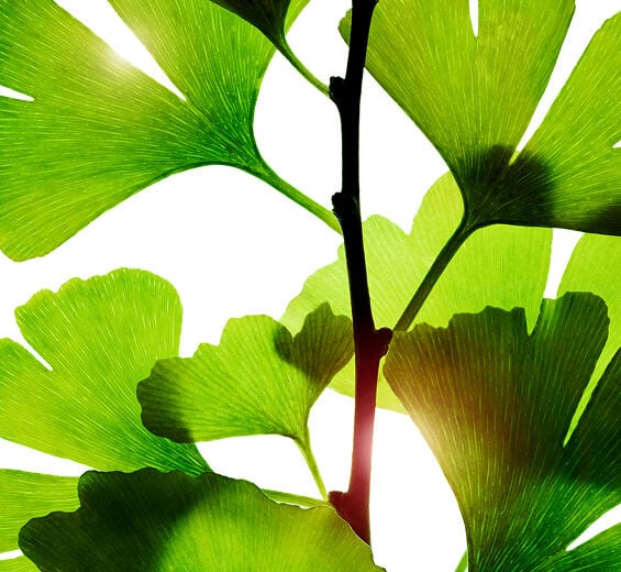 Ginkgo biloba-Extracto de Ginkgo biloba-Ginkgo biloba leaf extract