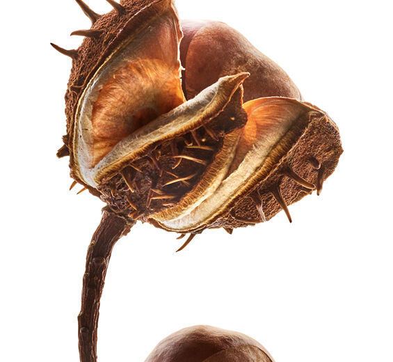 Casta&ntilde;o de Indias-Escina de casta&ntilde;a de Indias-Escin