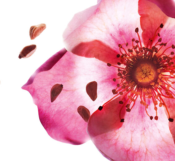 Rosa mosqueta-Aceite de rosa mosqueta bio-Rosa rubiginosa seed oil