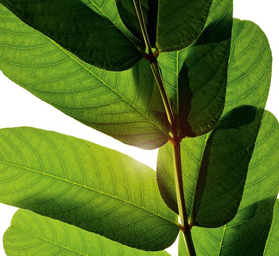 Espiga de oro-Extracto de espiga de oro-Cassia alata leaf extract