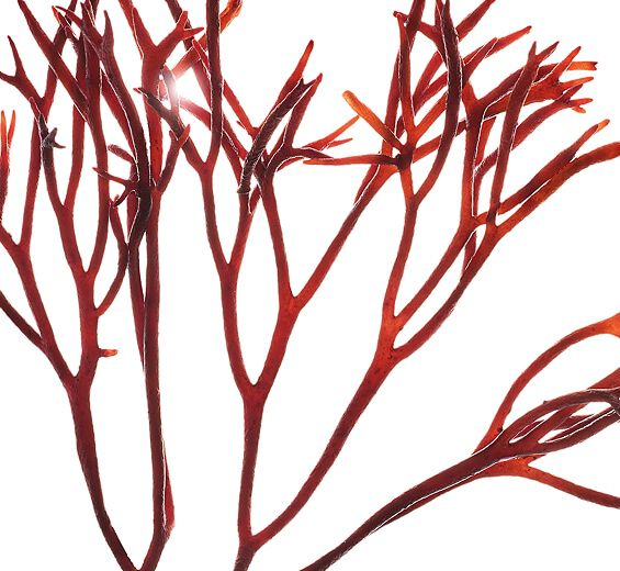 Furcellaria-Extracto de furcellaria-Furcellaria lumbricalis extract