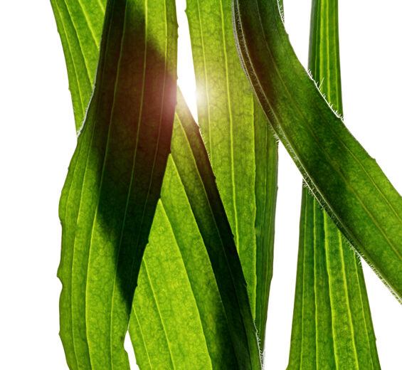 Llantén menor-Extracto de llantén menor-Plantago lanceolata leaf extract