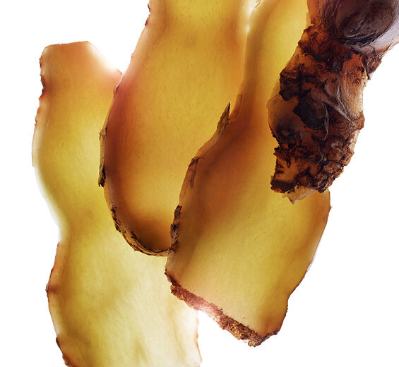 Jengibre zerumbet-Extracto de jengibre zerumbet-Zingiber zerumbet extract