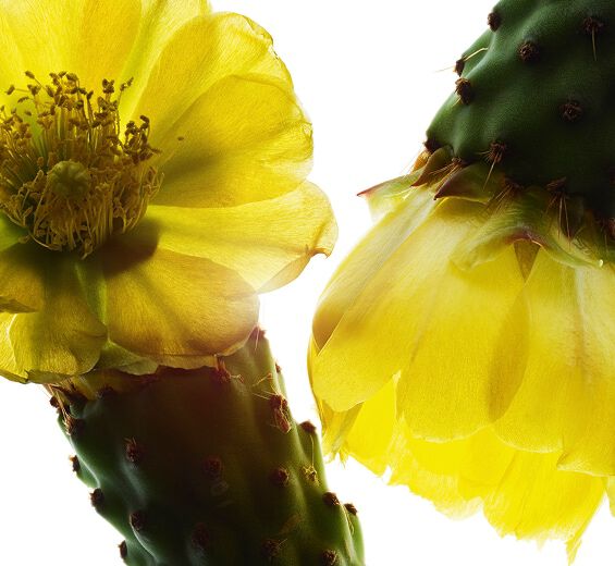 Extracto de higo chumbo-Extracto de higo chumbo-Hydrolyzed opuntia ficus-indica flower extract