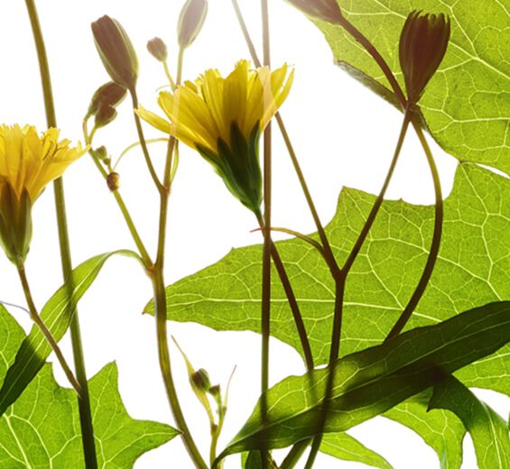 Lápsana-Extracto de lápsana-Lapsana communis flower/leaf/stem extract