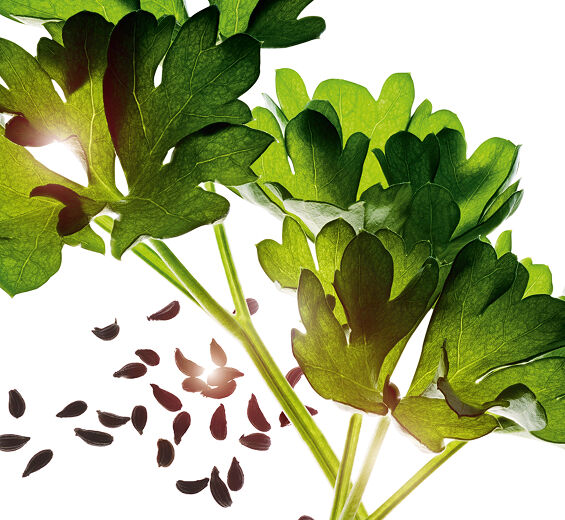 Perejil-Aceite esencial de perejil-Carum petroselinum (parsley) seed oil