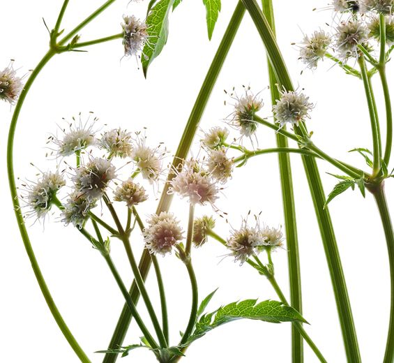 Sanícula-Extracto de sanícula bio-Sanicula europaea extract