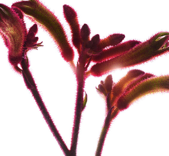 Flor canguro-Extracto de flor canguro bio-Anigozanthos flavidus extract