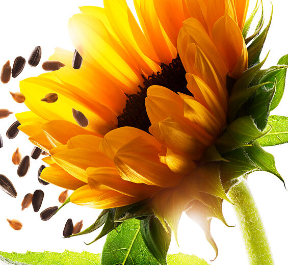 Girasol-Extracto de girasol-Helianthus annuus (sunflower) seed extract