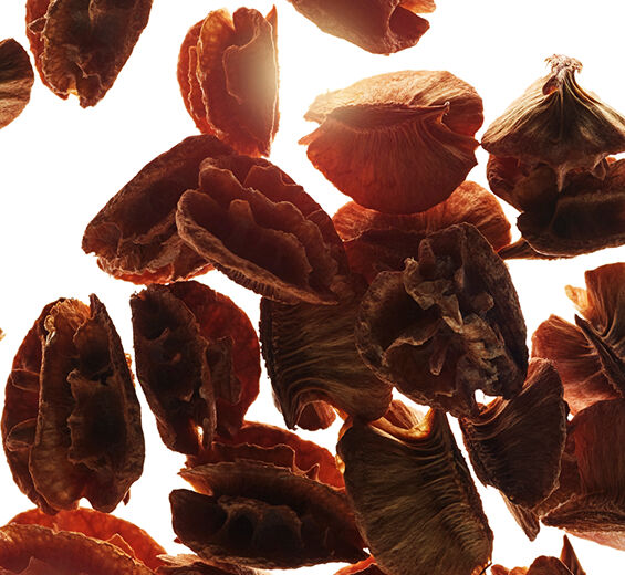 Acerola-Extracto de semilla de acerola.-Malpighia emarginata (acerola) seed extract