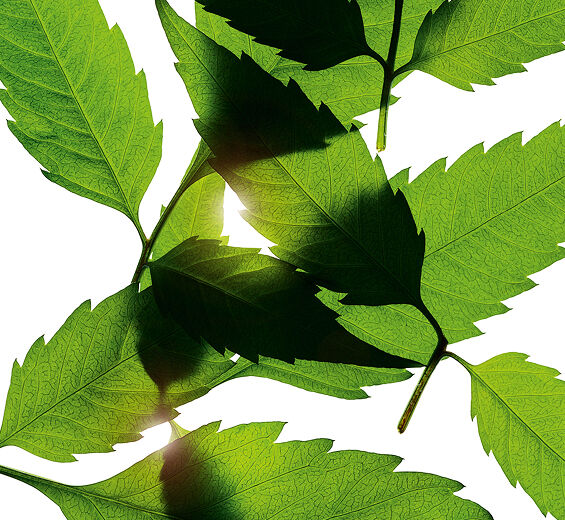 Bidens pilosa-Extracto de bidens pilosa bio-Bidens Pilosa Extract