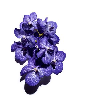 Aceite de Orquídea Azul - Pieles Deshidratadas