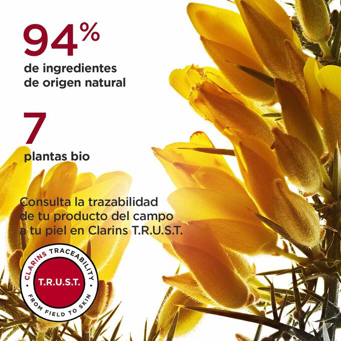Enfoque de la flor de árgoma, que pone de relieve el 94% de ingredientes de origen natural y las 7 plantas bio utilizadas en Multi-Intensiva para pieles secas
