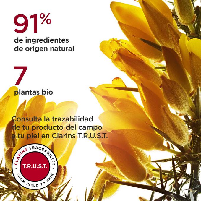 Enfoque de la flor de árgoma, que pone de relieve el 94% de ingredientes de origen natural y las 5 plantas bio utilizadas en Multi-Intensiva Noche para pieles secas