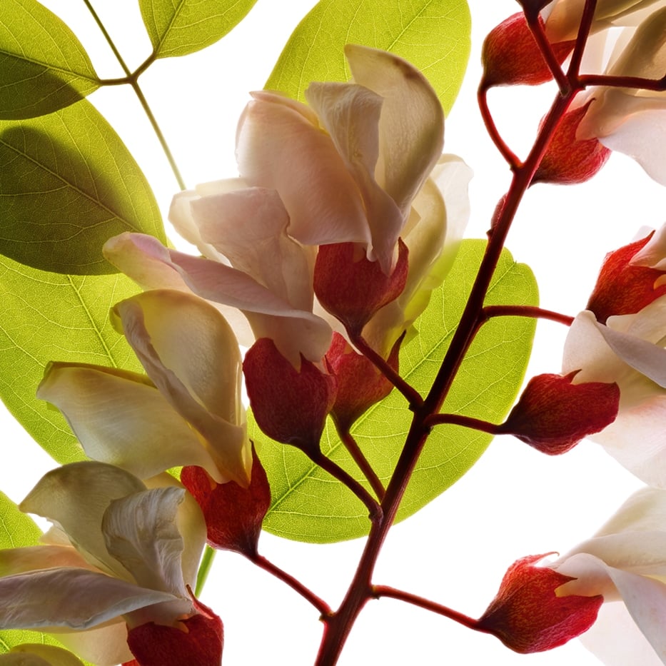 Robinia-Agua de flor de robinia-Robinia pseudoacacia flower extract