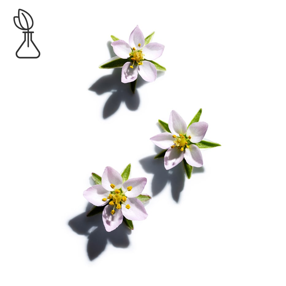 Arenaria-Extracto de arenaria-Spergularia rubra extract