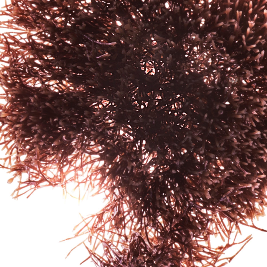 Jania roja-Extracto de Jania roja-Jania rubens extract