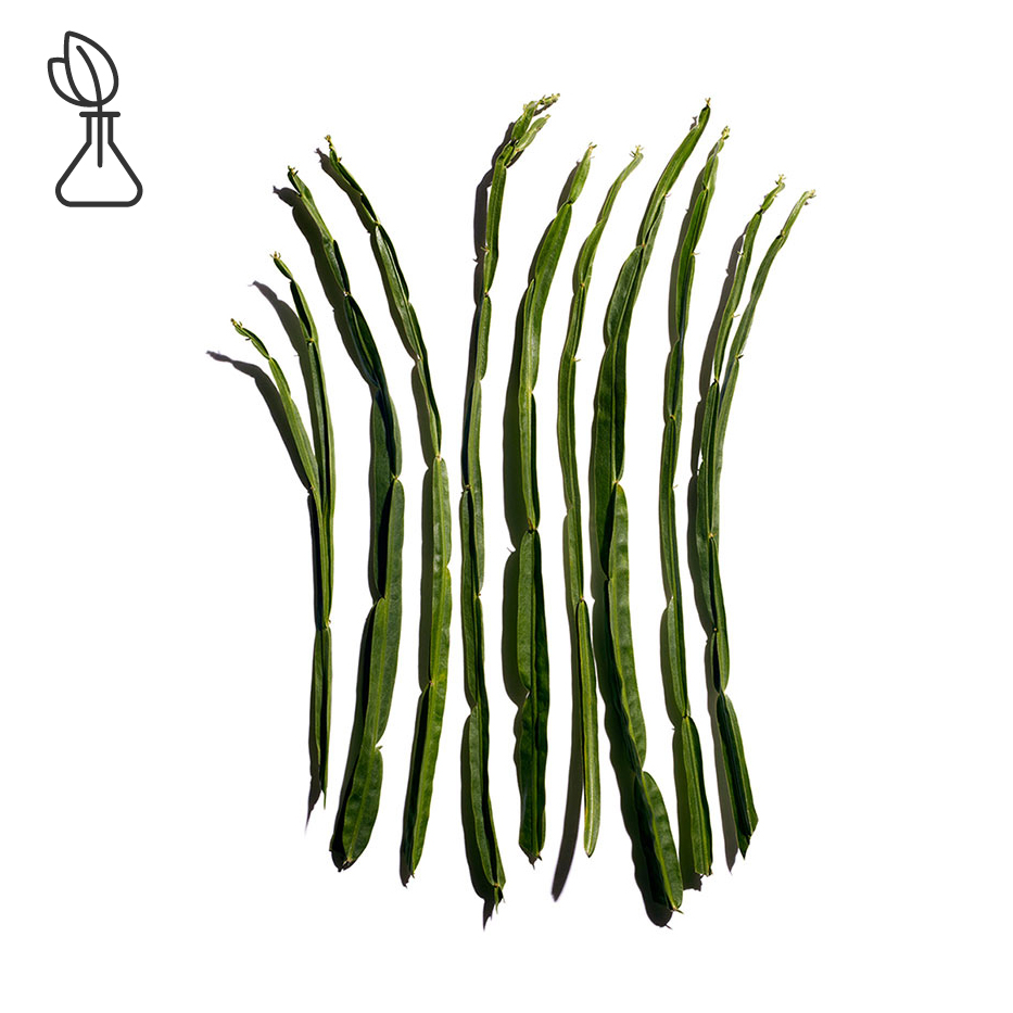 Baccharis-Extracto de Baccharis-Baccharis genistelloides extract