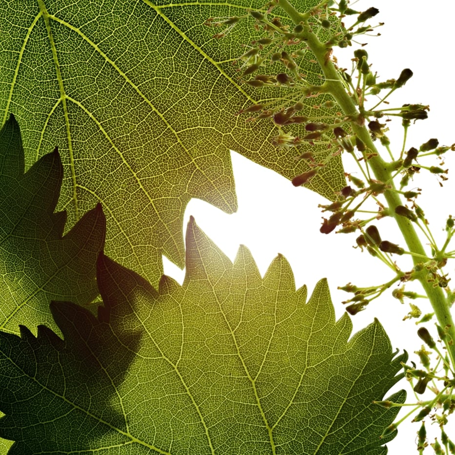 Vid-Extracto de células de flor de vid-Vitis vinifera (grape) flower cell extract