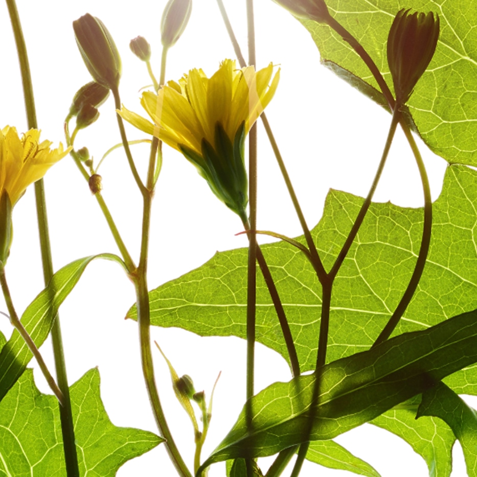 L&aacute;psana-Extracto de l&aacute;psana-Lapsana communis flower/leaf/stem extract